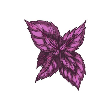 Red rubin basil leaves isolated sketch. Vector dark opal basil, culinary herb. Aromatic condiment, cultivar of Ocimum basilicum sweet basil. Plant with reddish-purple leaves, vegetarian food