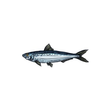 Herring or sardine saltwater fish isolated animal. Vector pilchard oily forage small epipelagic fish in herring Clupeidae. Sardina, bluefin marine animal, cold blooded saltwater aquatic habitat