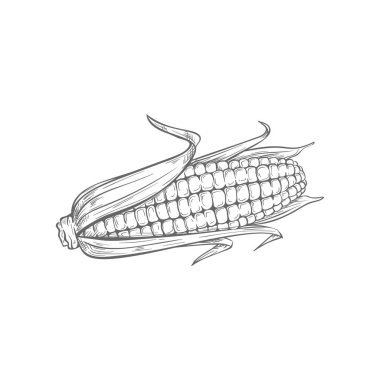 Corn cob isolated monochrome sketch. Vector corncob with corn kernels and green leaves, vegetarian food. Maize cereal grain, sweetcorn veggie, popcorn ingredient. Hand drawn baby corn closeup