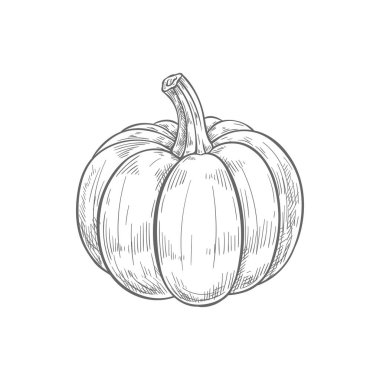 Pumpkin with stem isolated raw gourd squash monochrome sketch. Vector hand drawn ripe autumn harvest vegetable. Vegetarian food, Halloween symbol, fresh veggies icon. Pumpkin squash gourd drawing