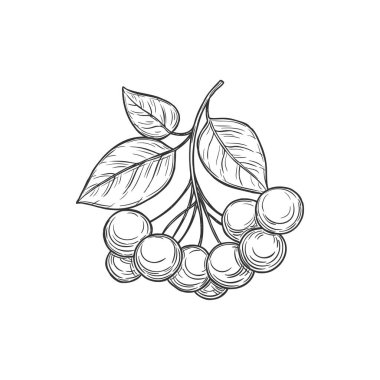 Chokeberry branch with leaves isolated monochrome icon. Vector melanocarpa autumn harvest berries, ornamental plants, food products. Sour aronia berries, can be eaten raw,pencil drawn emblem