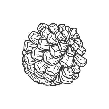Vector pine cone isolated monochrome sketch icon New Year and Christmas decoration, pinecone hand drawn. Spruce and fir-tree plant, autumn season decor element, botanica pinecone pencil drawing