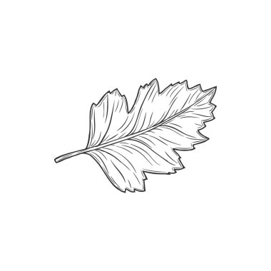 Quickthorn or hawthorn leaf isolated sketch. Vector foliage monochrome icon, may-tree leafage, whitethorn or chockeberry herbal plant. Aspen tree foliage, autumn, summer, spring decor element