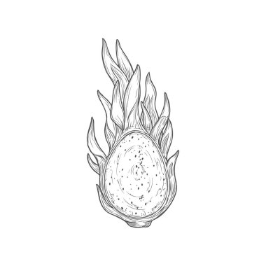 Pitaya with seeds dragon fruit cut on half isolated monochrome icon. Vector sketch of ripe pitahaya, juicy tropical vegetarian food, grocery product. Pithaya, exotic tropical dragonfruit dessert