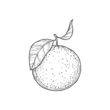 Orange citrus fruit with leaf isolated hand drawn sketch. Vector mandarin or clementine whole tangerine citrus fruit, exotic tropical food dessert, juicy snack. Monochrome exotic citrus fruit