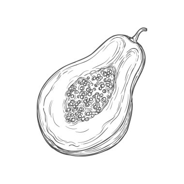 Papaya exotic fruit cut on half isolated sketch. Vector monochrome icon of pawpaw tropical fruit food, dessert snack. Papaw Carica papaya, eaten raw. Babaco hybrid, hand drawn asian fruit dessert