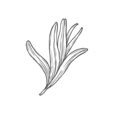 Estragon or tarragon culinary condiment isolated monochrome sketch icon. Vector artemisia dracunculus, essential perennial aromanic leaves. Cooking herb, food condiment, kitchen or medical greens