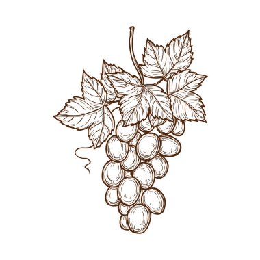 Bunch of grape with leaves isolated monochrome hand drawn sketch. Vector muscat cardinal grapes on cluster, isabella grapes. Wine or grapevine ingredient, vegetarian food dessert, summer berries