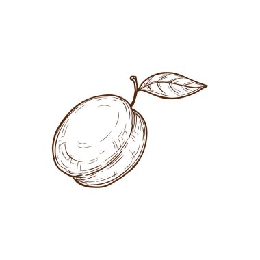 Plum with leaf isolated monochrome sketch. Vector hand drawn apricot, stencil nectarine with leaf etching icon. Peach, pencil drawing summer fruit, vegetarian organic food, healthy dessert