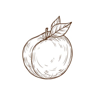 Apricot, peach or plum with leaves isolated monochrome sketch. Vector pencil drawing summer fruit, vegetarian organic food. Hand drawn apricot, stencil nectarine with leaf etching icon