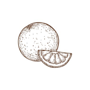 Orange citrus fruit whole and slice isolated hand drawn sketch. Vector grapefruit organic juicy summer berry cut slice. Mandarin or clementine exotic fruit, tropical food dessert, juicy tangerine