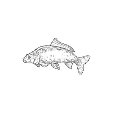 Carp freshwater fish of family Cyprinidae isolated monochrome icon. Vector carp fish inhabit lakes, ponds, rivers, salted or raw. Common silver bighead carp, grass crucian hand drawn aquatic animal