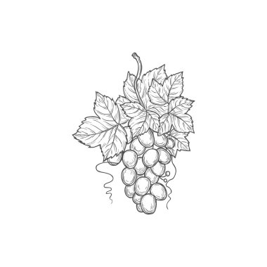Bunch of grapes, isolated sketch vector icon, grapevine engraving symbol. Sweet berries or fruit monochrome emblem, sign