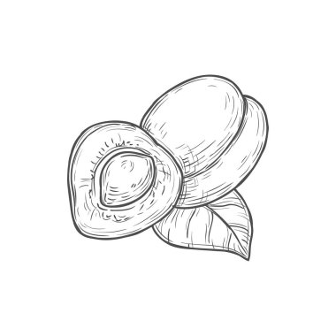 Apricot or peach isolated vector icon, summer berry sketch. Juicy engraved fruit whole and half with leaf symbol