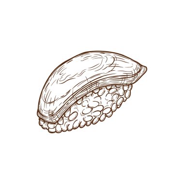 Sushi with seafood, Japanese cuisine nigiri with fish on rice, vector sketch. Nigiri sushi or nigirizushi with octopus, scallop or squid, Japanese restaurant food and sushi bar menu icon