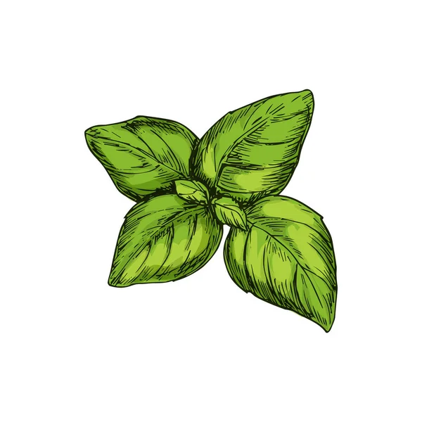 Green Basil Isolated Kitchen Herb Vector Aroma Plant Holy Basilicum — Vector de stock