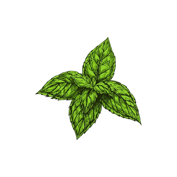 Green Peppermint Sketch Isolated Culinary Herb Vector Hybrid Mint Cross — 스톡 벡터