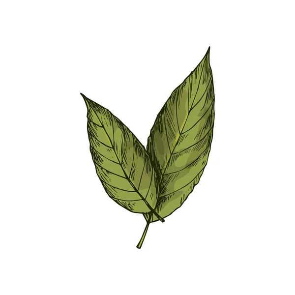 Bay Leaves Isolated Green Culinary Herb Sketch Vector Laurel Leaf — Stockvektor