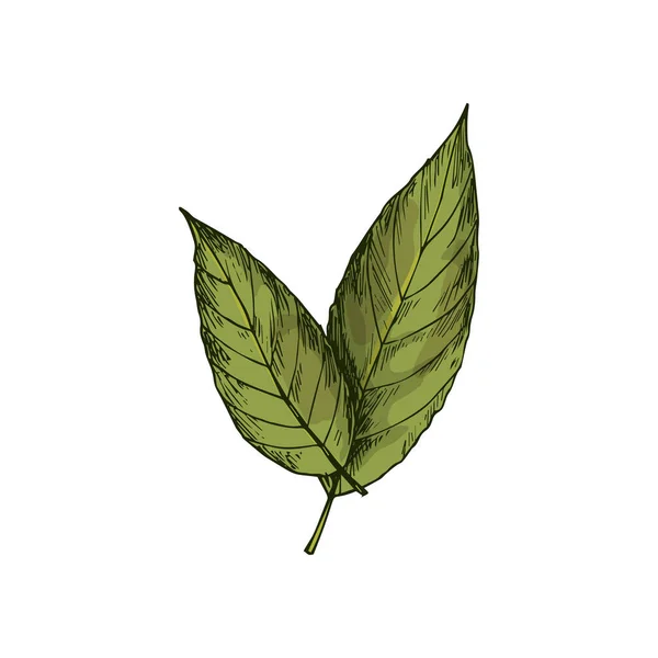 Bay Leaves Isolated Green Culinary Herb Sketch Vector Laurel Leaf — Stok Vektör