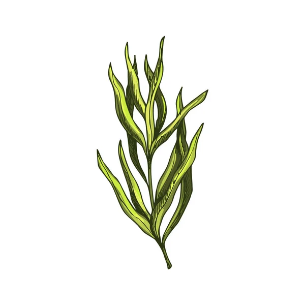 Green Tarragon Isolated Estragon Seasoning Plant Vector Food Condiment Kitchen — Stockový vektor