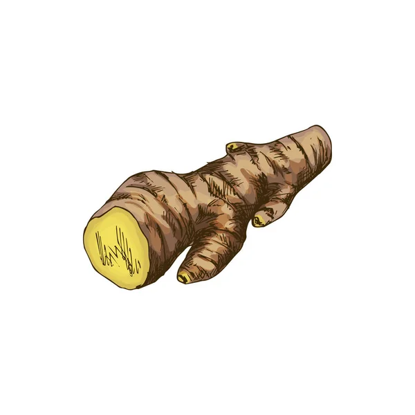 Culinary Root Ginger Isolated Fragrant Condiment Vector Kitchen Seasoning Rhizome — Archivo Imágenes Vectoriales