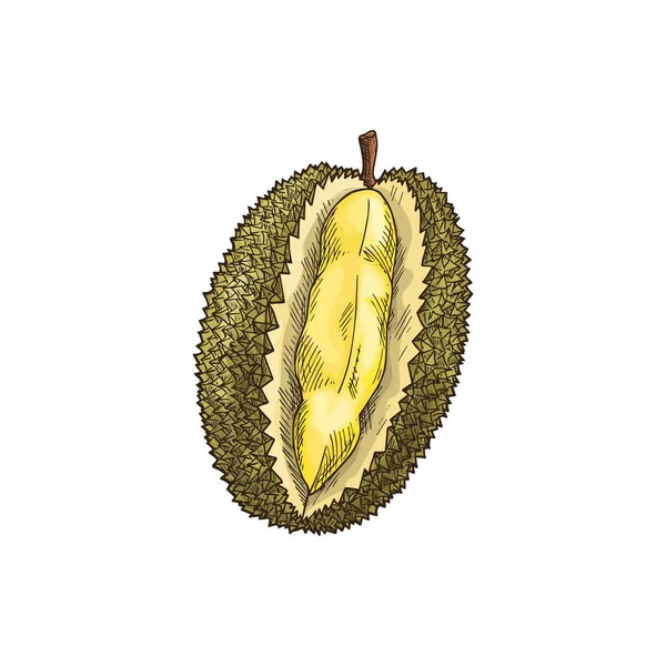 Durian Tropical Fruit Isolated Sketch Vector Exotic Dessert Tasty Pulp — Stockvektor