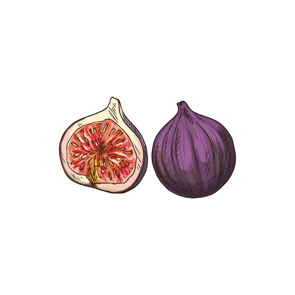 Common Fig Fruit Isolated Sketch Vector Tropical Common Fig Whole — Vector de stock