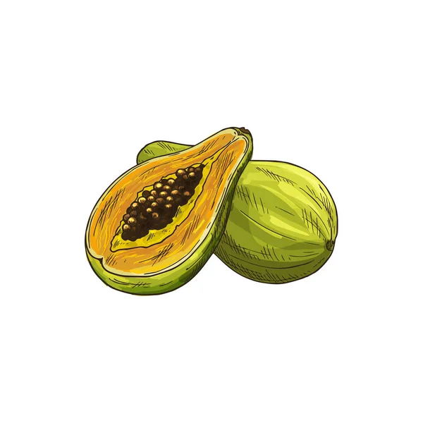 Pawpaw Tropical Fruit Isolated Papaya Exotic Food Sketch Vector Tropical — Stockvector