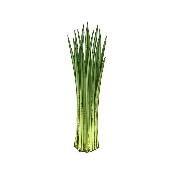 Chives Spring Onion Isolated Green Plant Vector Raw Organic Vegetable — Stockový vektor