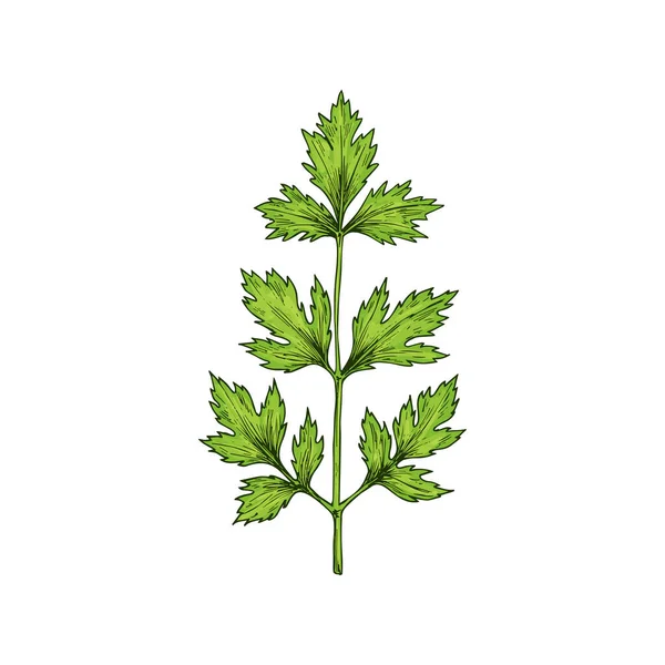 Green Coriander Chinese Parsley Isolated Sketch Vector Cilantro Kitchen Herb — Vettoriale Stock