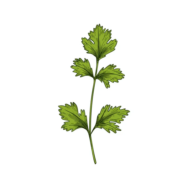 Parsley symbol Stock Photos, Royalty Free Parsley symbol Images