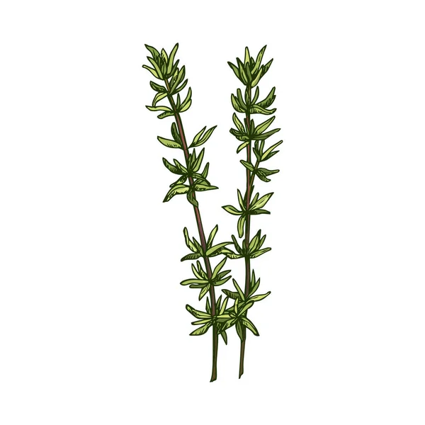 Green Thyme Branch Isolated Herb Seasoning Hand Drawn Sketch Vector — Vetor de Stock