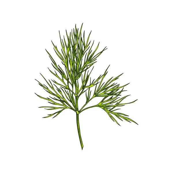 Fennel Dill Herb Isolated Leafstalk Branch Hand Drawn Sketch Vector — 스톡 벡터