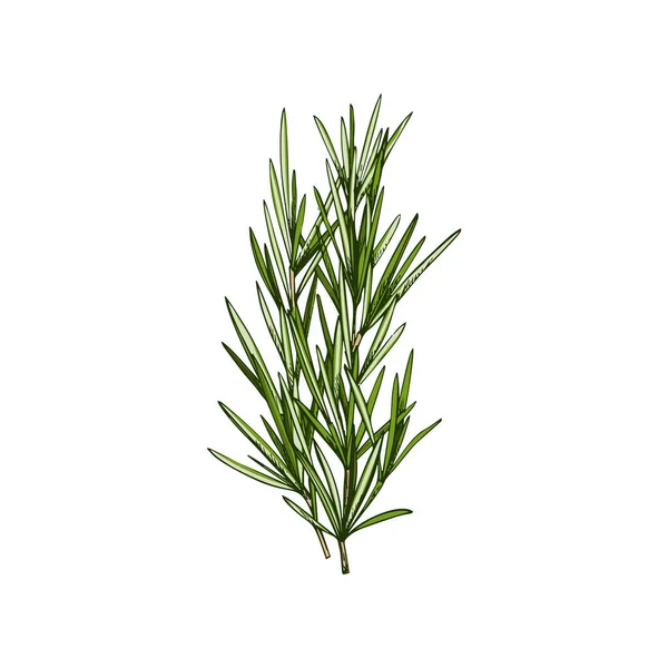 Rosemary Lemongrass Isolated Culinary Herb Vector Salvia Rosmarinus Woody Perennial — Vetor de Stock