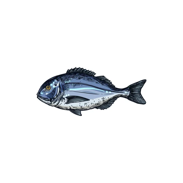 Orata Gilt Head Bream Isolated Saltwater Fish Sketch Vector Underwater — Archivo Imágenes Vectoriales