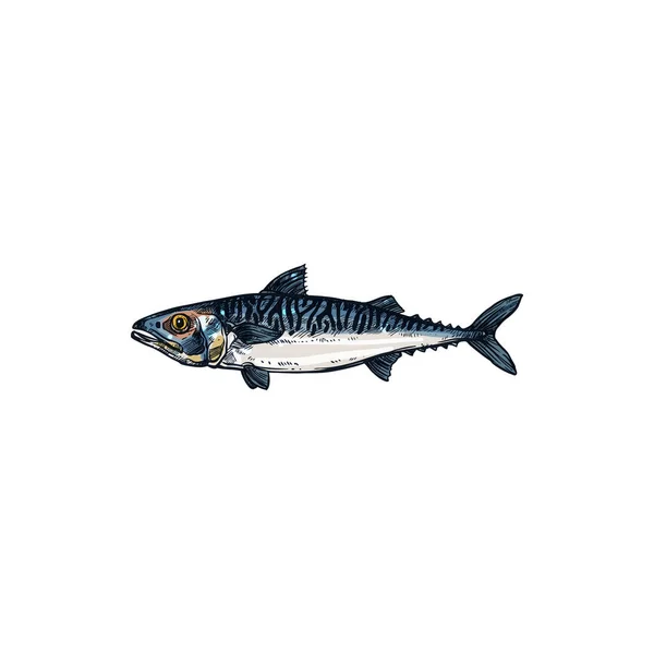 Pelagic Fish Short Indian Mackerel Isolated Realistic Sketch Vector Specie — Archivo Imágenes Vectoriales