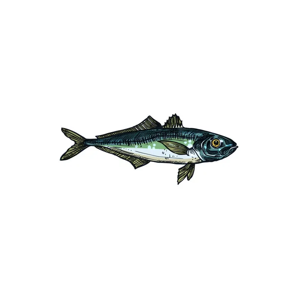 Bluefish Mascot Isolated Tuna Fish Realistic Sketch Vector Horse Mackerel — 图库矢量图片