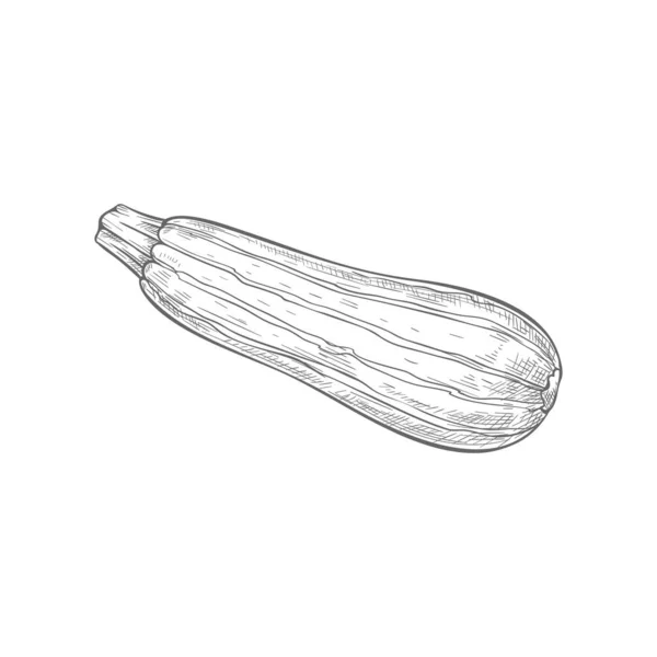 Zucchini Vegetable Isolated Monochrome Sketch Vector Vegetarian Food Striped Squash — Stockový vektor