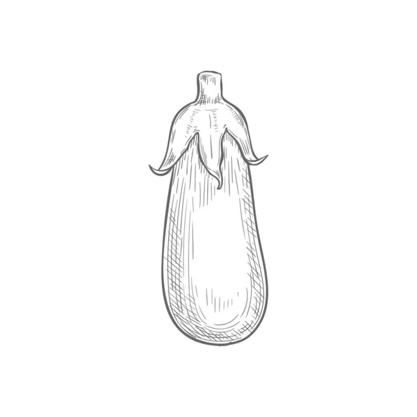 Aubergine Vegetable Eggplant Isolated Hand Drawn Sketch Vector Monochrome Fruit — Archivo Imágenes Vectoriales