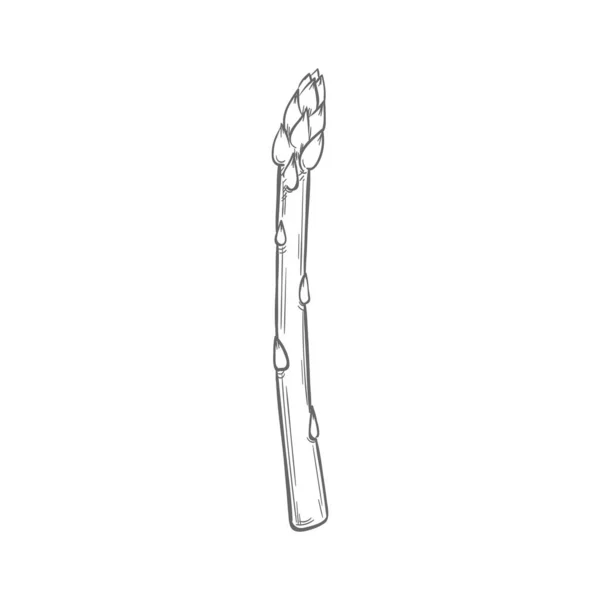 Sparrow Grass Monochrome Sketch Isolated Garden Asparagus Vector Vegetarian Food — Stockový vektor