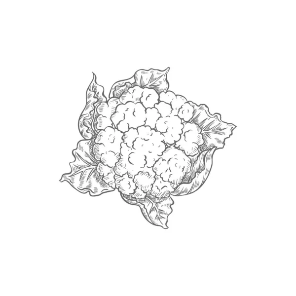 Cauliflower Cabbage Isolated Vegetable Brassica Monochrome Sketch Vector Vegetarian Food — Stockový vektor