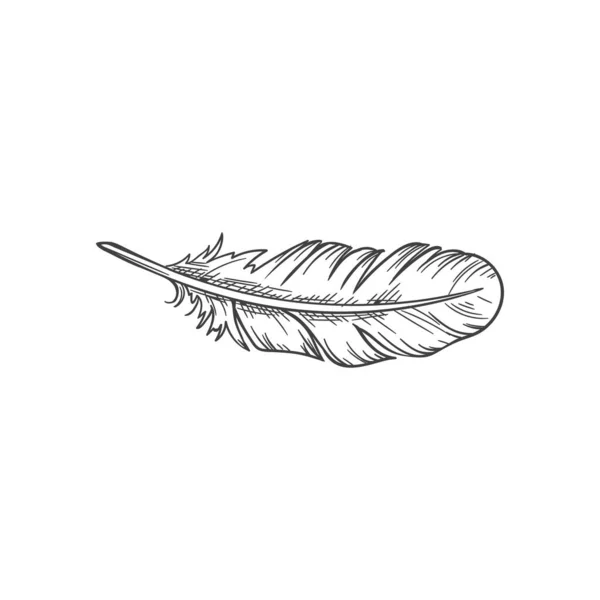 Feather Isolated Retro Writing Pen Sketch Vector Monochrome Quill Tool — Stock Vector