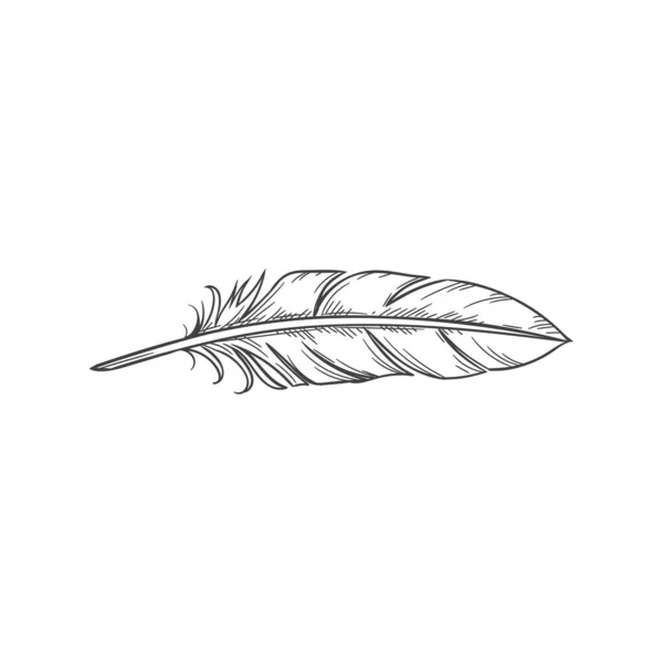 Writing Feather Pen Isolated Monochrome Sketch Vector Quill Old Handwriting — Stockvektor