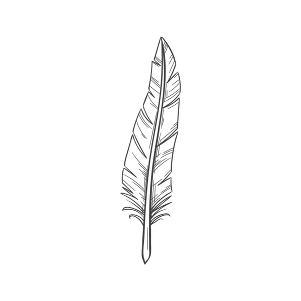 Retro Quill Feather Pen Isolated Writing Tool Sketch Vector Old — Stockvector
