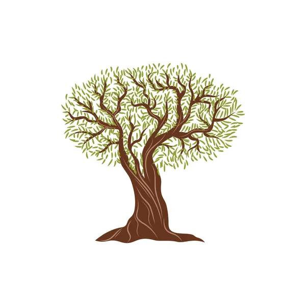 Оливковое Дерево Изолированное Ботаническое Растение Зеленые Векторные Листья Массивный Ствол — стоковый вектор