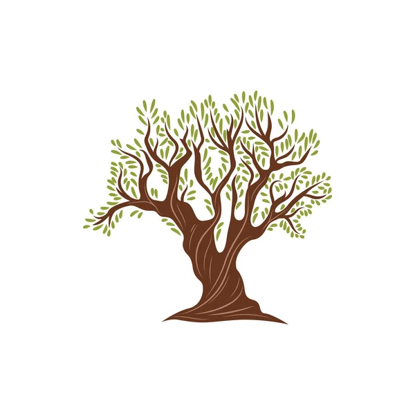 Оливкове Дерево Ізольоване Ботанічне Рослина Векторне Зелене Листя Масивний Стовбур — стоковий вектор