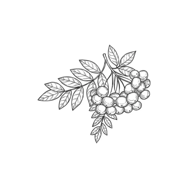 Rowan Berries Bunch Leaves Branch Isolated Monochrome Icon Sketch Vector — Vetor de Stock