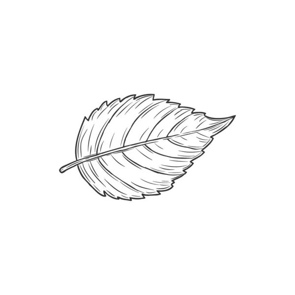Elm Hornbeam Leaf Isolated Plant Sketch Monochrome Icon Vector Carpinus — Image vectorielle