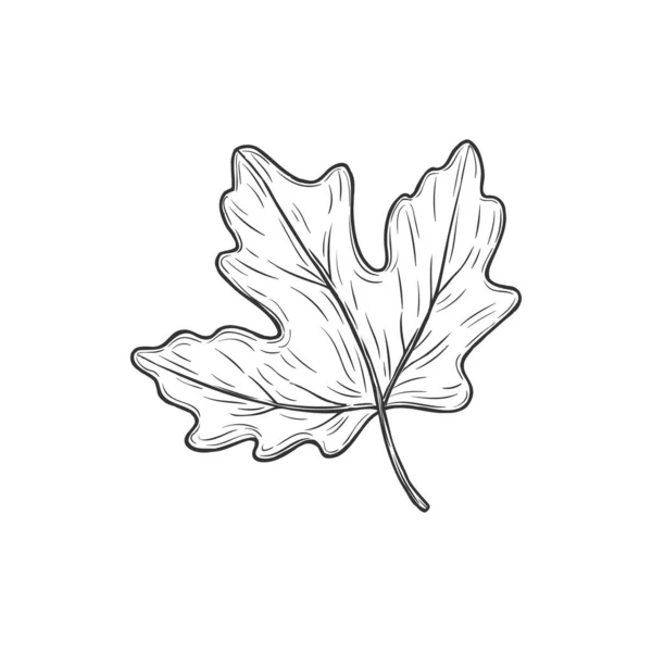 Viburnum Leaf Isolated Plant Sketch Vector Foliage Stem Monochrome Sketch — Archivo Imágenes Vectoriales