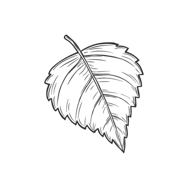 Alder Leaf Isolated Hand Drawn Sketch Vector Birch Tree Leafage — Wektor stockowy